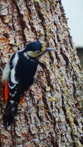 Ferienhaus-bungalow Heidi