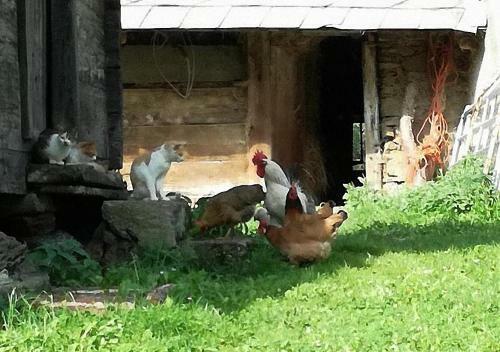 Agroturismo Bauernhof Hatzlhof