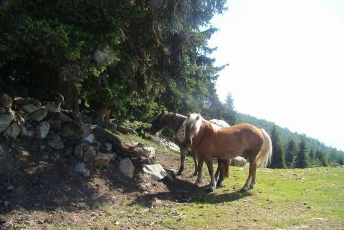Agroturismo Bauernhof Hatzlhof