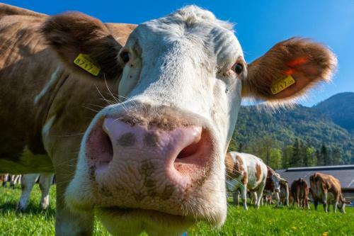 Agroturismo Im Ramsen