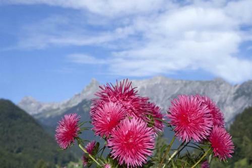 Apartamento Tonis Appartement