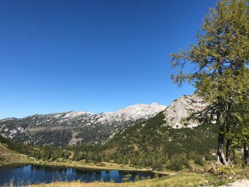 Apartamento Alpenhaus L�rchenwald