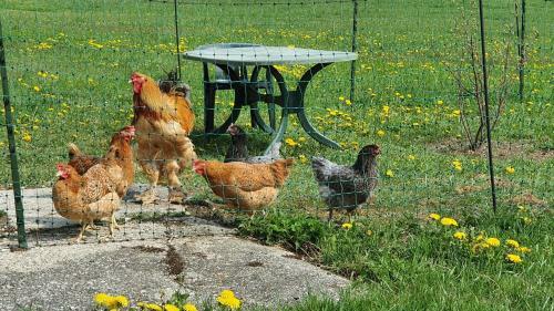 Apartamento Ferienwohnung Felhofer