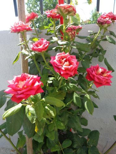 Apartamento Roses Studio 2 & 3