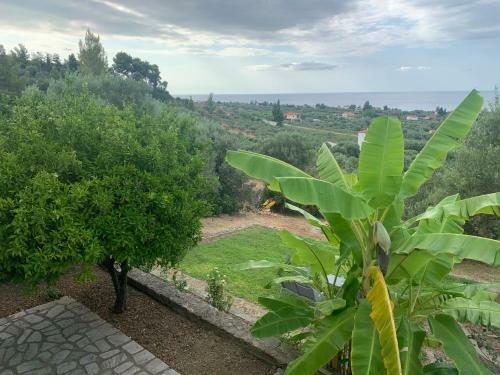 Olive Stone Villa