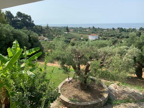 Olive Stone Villa