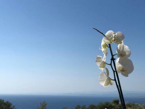 Alikon Adult Only Apartments