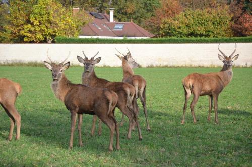 Bed & Breakfast La Ferme Aux Biches