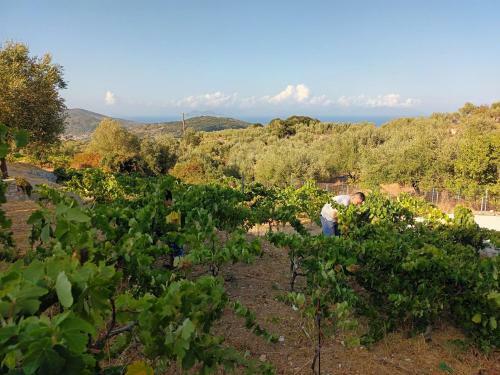 ????? ?? ????? - Winelandithaca
