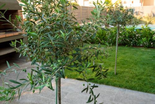 Apartamento Olive 201