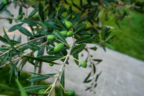 Apartamento Olive 302