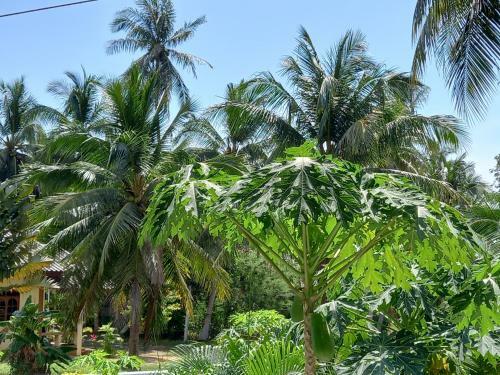 Agroturismo Sweet Home Phangan.