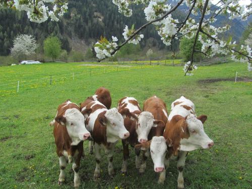 Agroturismo Klampererhof