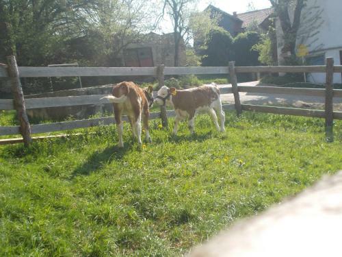 Agroturismo Bauernhof Moadl