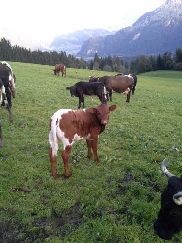 Agroturismo Stangleggerhof