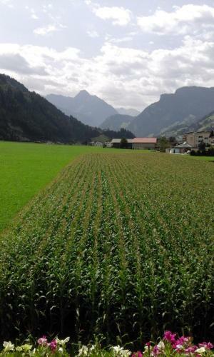 Posada G�stehaus Wildauer