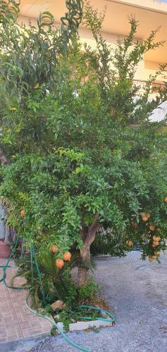 Ferienhaus Kreta Sonnenschein