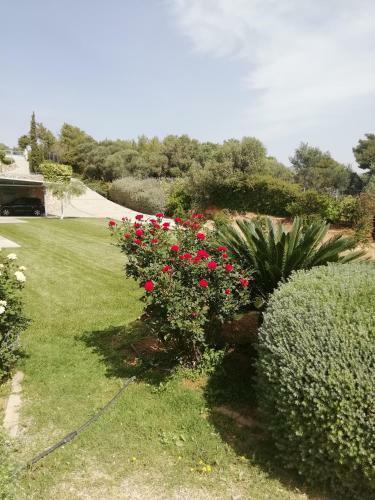 Hostal Dimitra