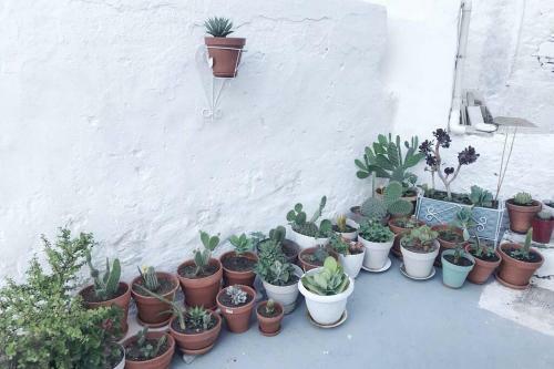 Little Cactus