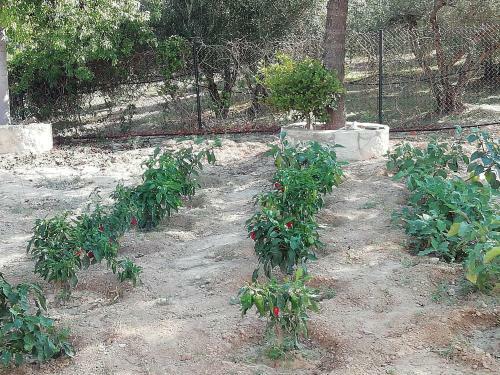 Agroturismo Eden Garden Villa