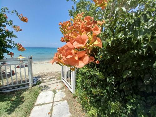 Apartamento Halkidiki Greek Pride Evlogia Seaside