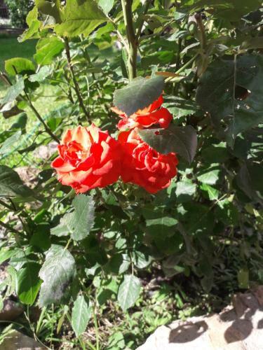 Roses