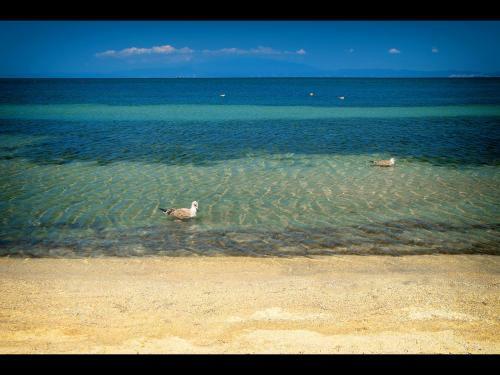 Sea La Vie