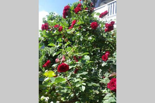 Apartamento App. Sandra Zell Am Ziller