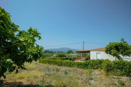 At The Messinian's Bay