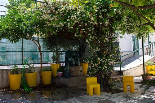 Lemon Tree Family House