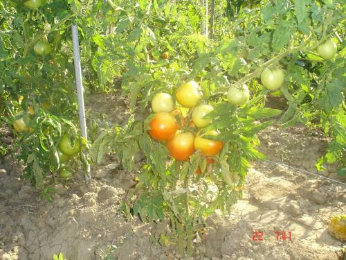 Agroturismo Aroggia Farm