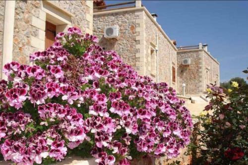 Viola Suites,villas With Shared Pool