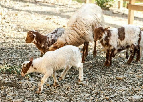 Agroturismo Kamihis Farm House Experience