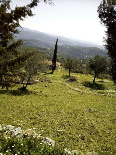 Old Olive House
