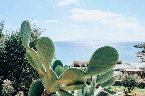 The Elaia House Mykonos
