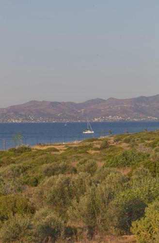 Summer View