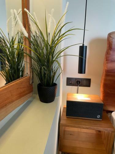 Apartamento Mola Papaya Studios