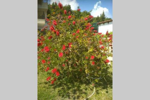 Apartamento Paradiso