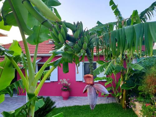Aloe House Lakithra