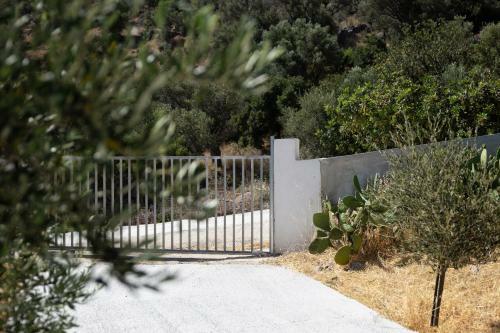 Triopetra Green Dream