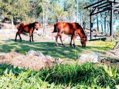 Quinta Do Cambeiro