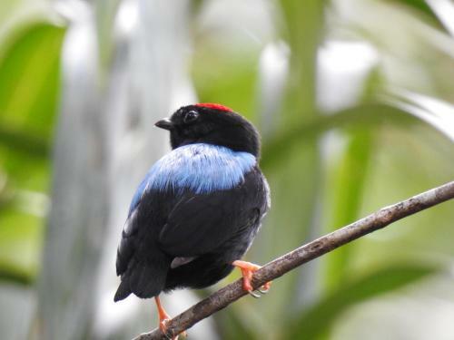 Lodge Aru� Observa��o de Aves E Natureza