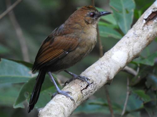 Lodge Aru� Observa��o de Aves E Natureza