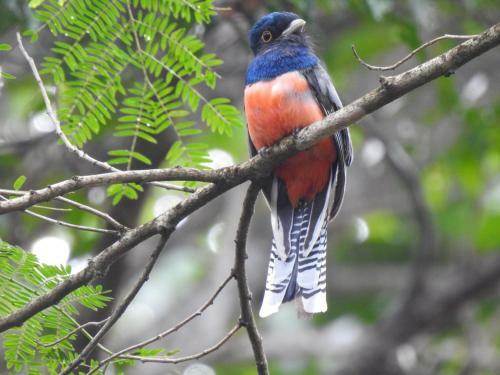 Lodge Aru� Observa��o de Aves E Natureza