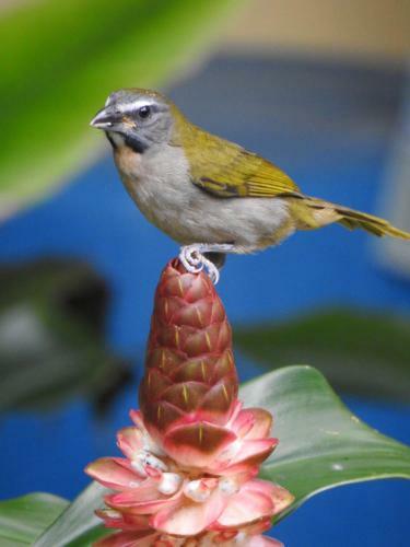 Lodge Aru� Observa��o de Aves E Natureza