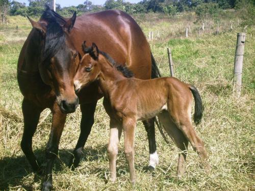 Rancho - S�o Pedro