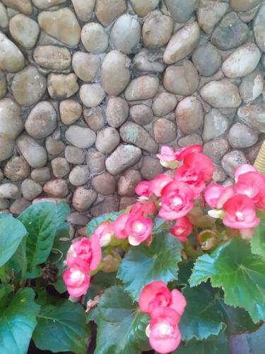 Hostal Pousada Recanto Das Flores
