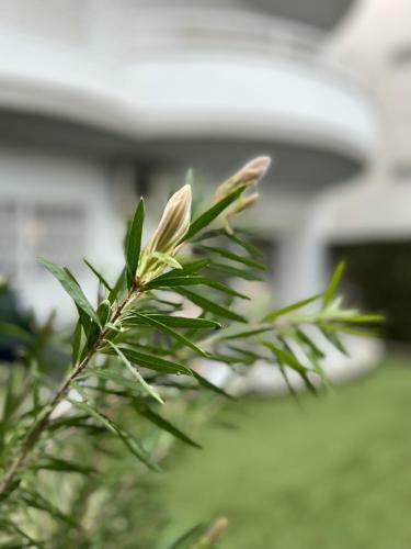 Port D�aro Apartment