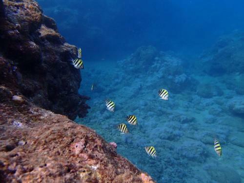 Blue Ocean Sunny Bs