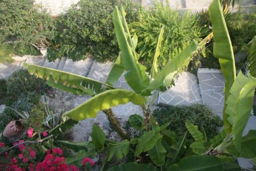 Posada Levante, Colours And Aromas Of Spetses